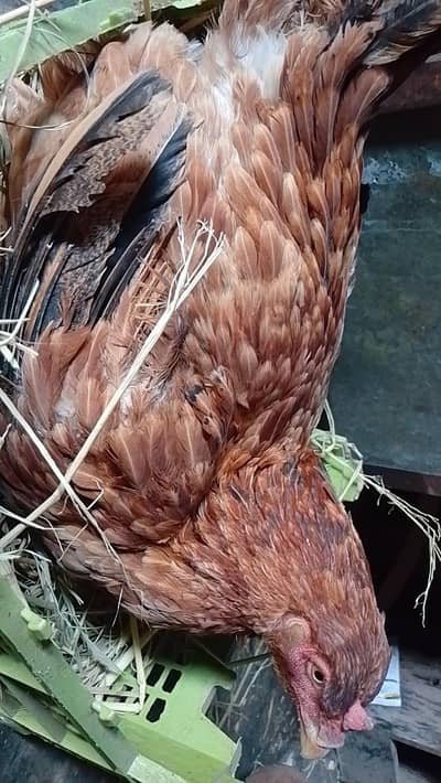 kuruk murgi | kurak hen | broody hen | kurak aseel murgi