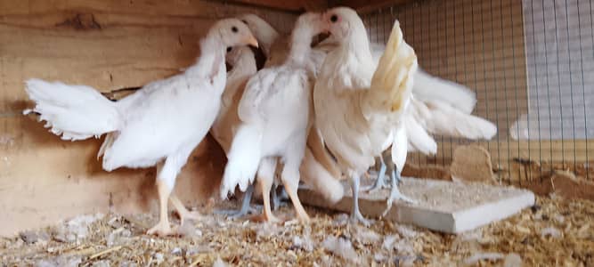 YOKOHAMA/SILKI/SABRIGHT/POLISH/WYANDOTTE/CHICKS/EGGS/KO SHAMO/Indian p