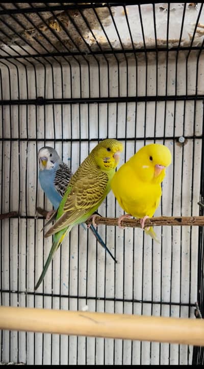 Undersize Budgie