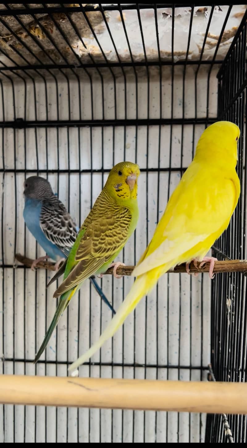 Undersize Budgie 1