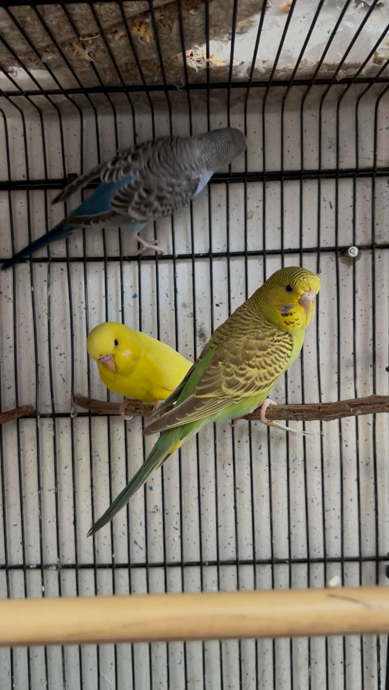 Undersize Budgie 2