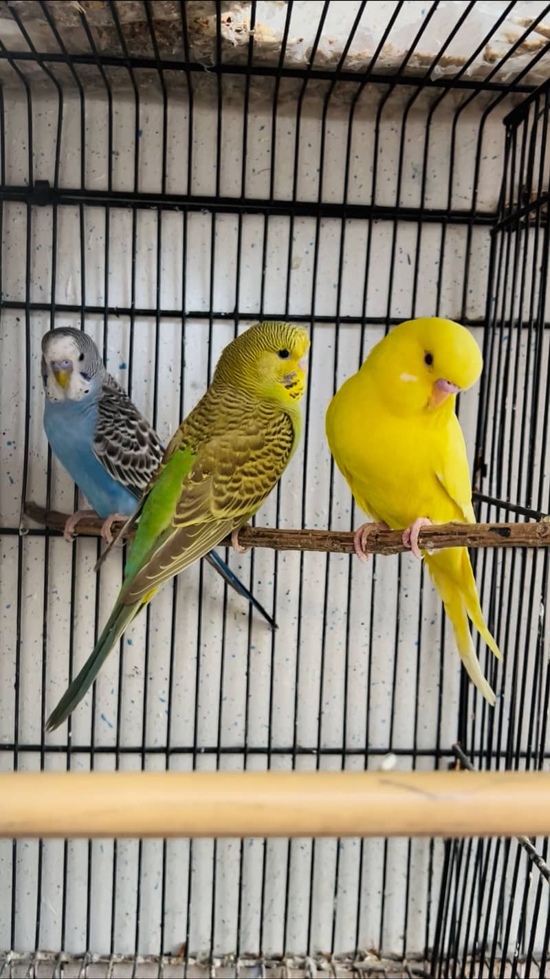 Undersize Budgie 3