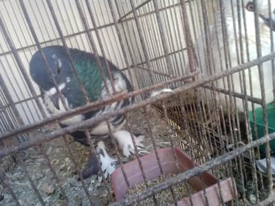 I'm selling my  Italian fancy male for sale