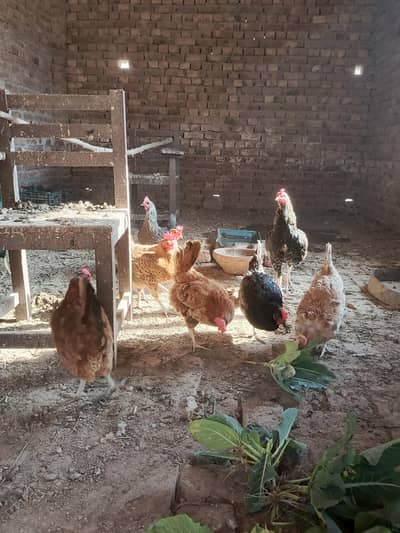 Desi hens for sale