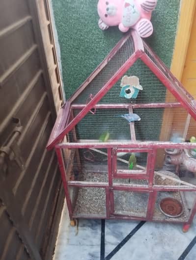 pairs birds with cage