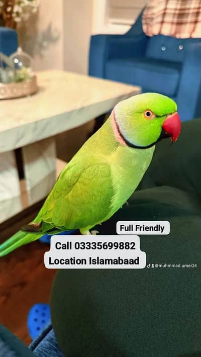 Hand Tamed Full Friendly Green Ring Neck Male Parrot Jumbo Size