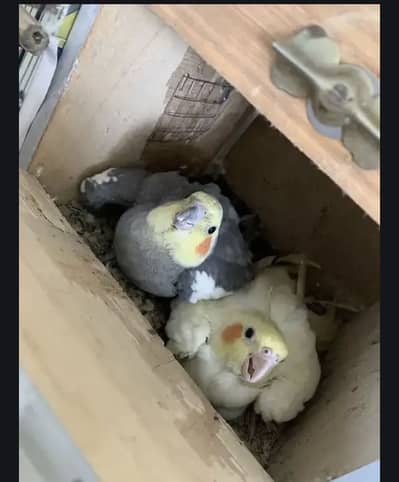 Breeder cocktail pair with free box and food . Healthy n activite