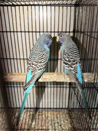 black face black wings patha and breeder pair