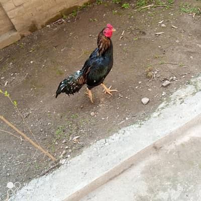 aseel  murgha for sale reason able