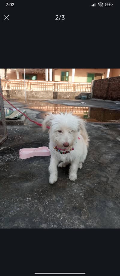 Female Poodle dog for sale