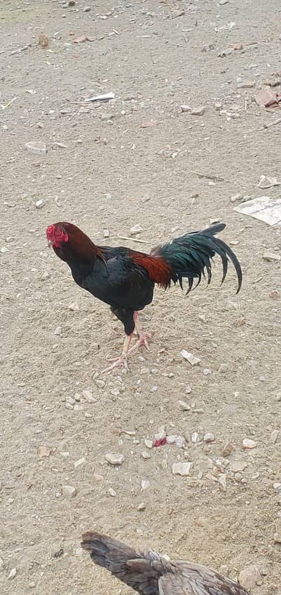 Pure Sindhi aseel 100% home breed  and vaccinated