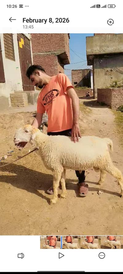 i want sale my mundra kaka full healthy and active qurbani 2026