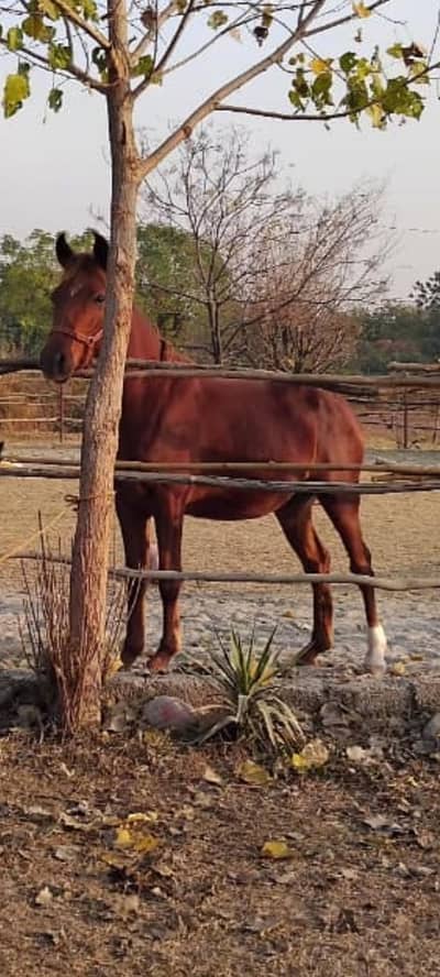 arab desi mix baby horse
