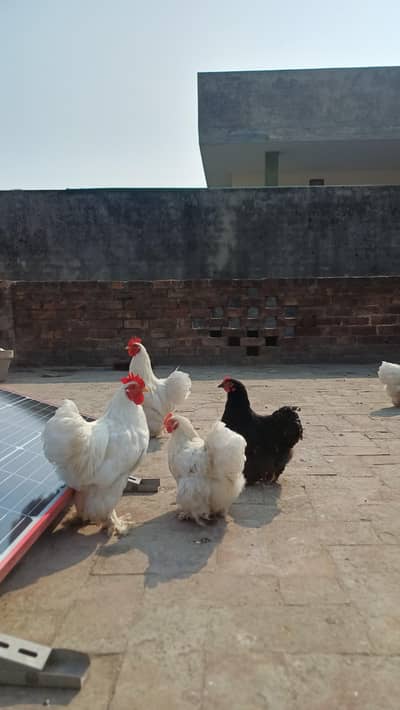 White Cochin Bantam