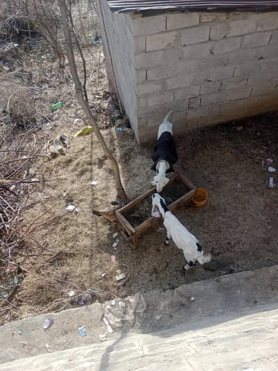 female rajanpure beteel goat for sale