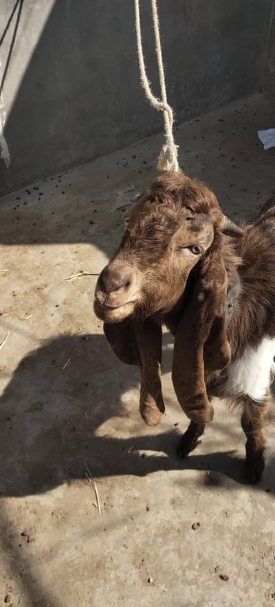 Strong Bakra Available Ha!