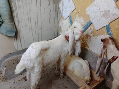 Goats Animals Goats bakres VIP Goats Animals