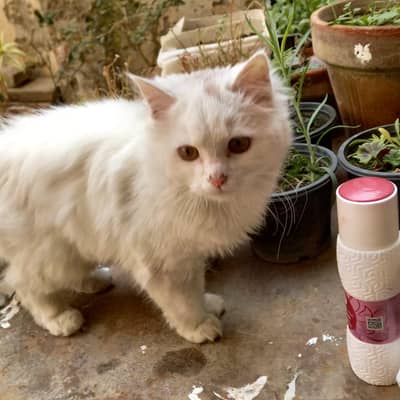 Fully active and vaccinated 8 month old Persian cat.