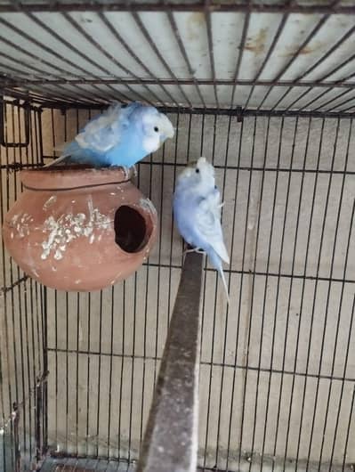 hogormo 2 breeder pair