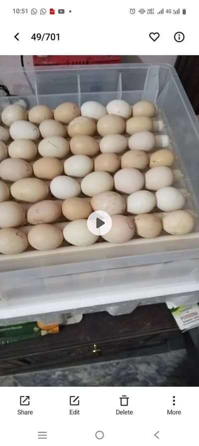 Eggs for sale