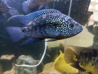 jackdamcy pair and long body Texas