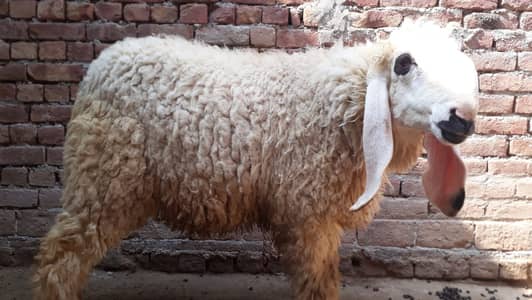 high quality kajla | sheep | chatra | pure Chatra | home breed