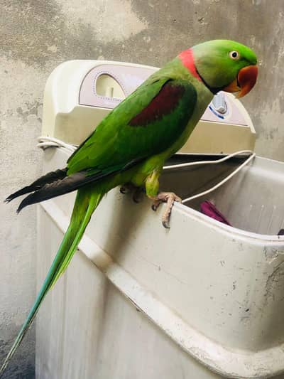 Raw parrot full size hand tame and talking zero bite