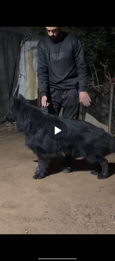 Many show winner and confirm stud male. dog huze. size and coat