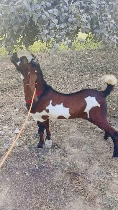 Beetal Nagra Quality Male Goat