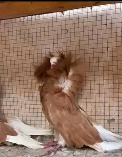 pigeon jacobin  male