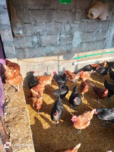 lohman brown and black lohman