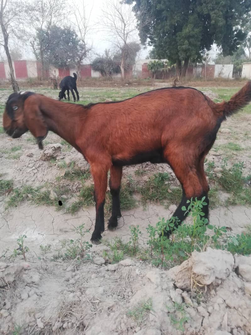 ماشاءاللہ سپر پریمیم بیٹل نسل کے نر اور مادہ دستیاب 1