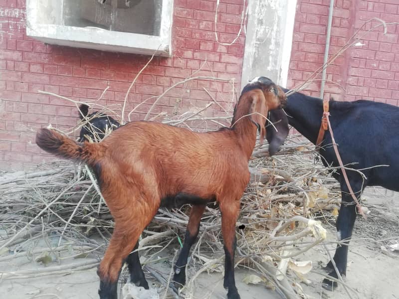 ماشاءاللہ سپر پریمیم بیٹل نسل کے نر اور مادہ دستیاب 2