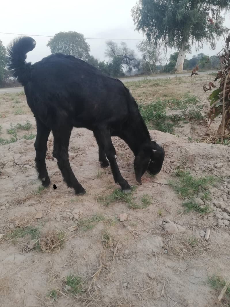 ماشاءاللہ سپر پریمیم بیٹل نسل کے نر اور مادہ دستیاب 3