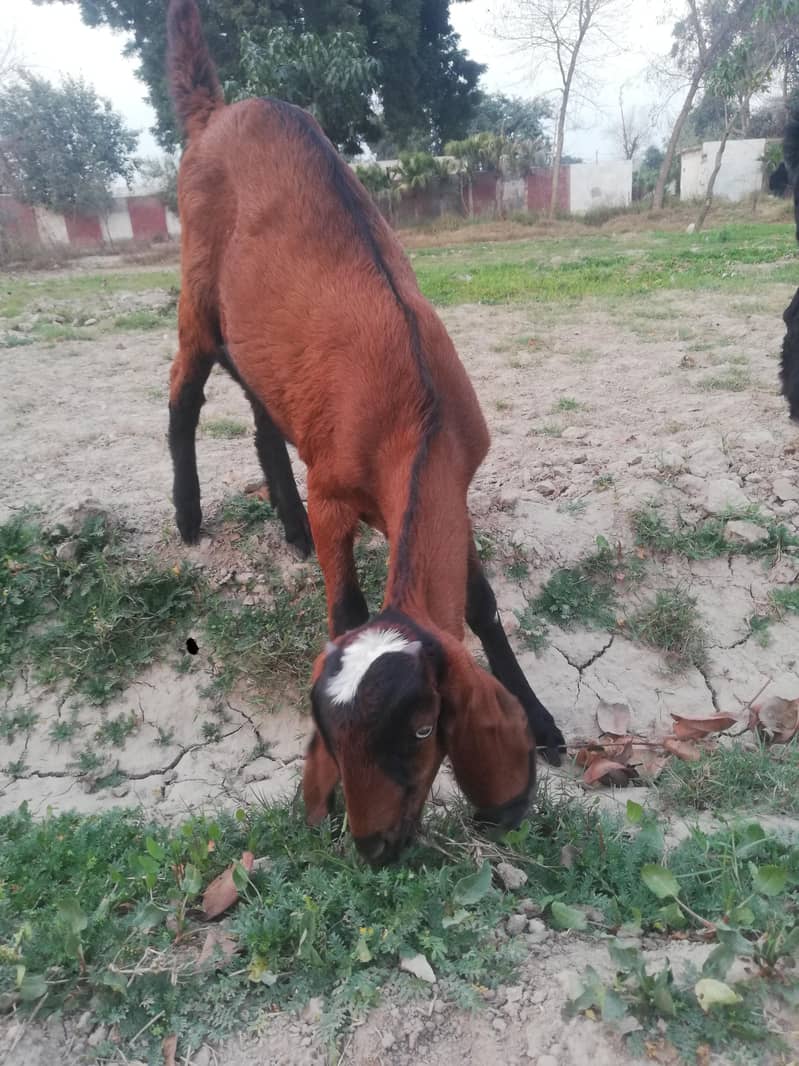 ماشاءاللہ سپر پریمیم بیٹل نسل کے نر اور مادہ دستیاب 4