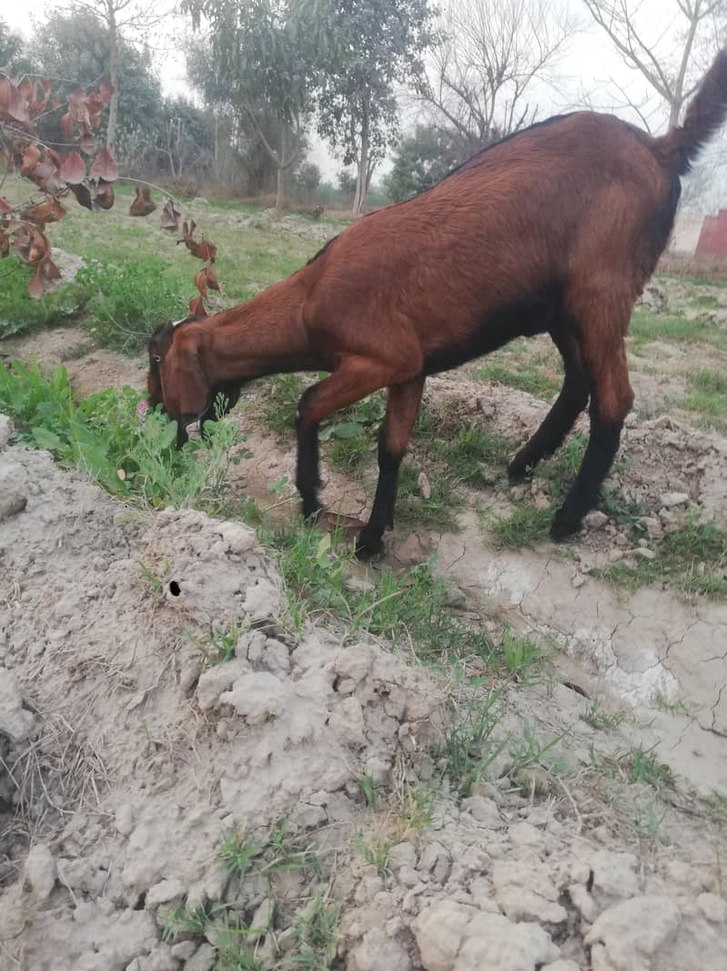 ماشاءاللہ سپر پریمیم بیٹل نسل کے نر اور مادہ دستیاب 5