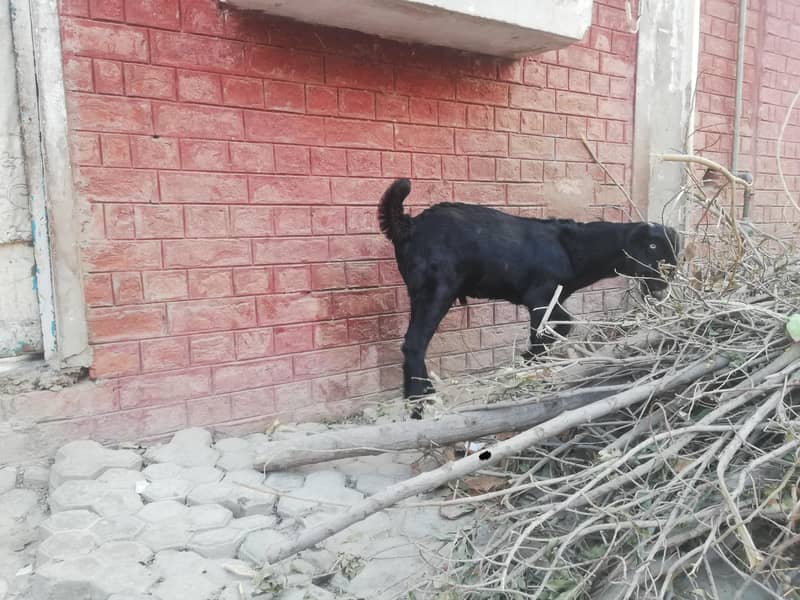 ماشاءاللہ سپر پریمیم بیٹل نسل کے نر اور مادہ دستیاب 6