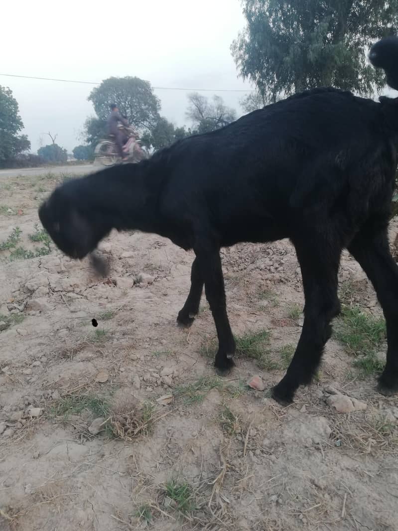 ماشاءاللہ سپر پریمیم بیٹل نسل کے نر اور مادہ دستیاب 7