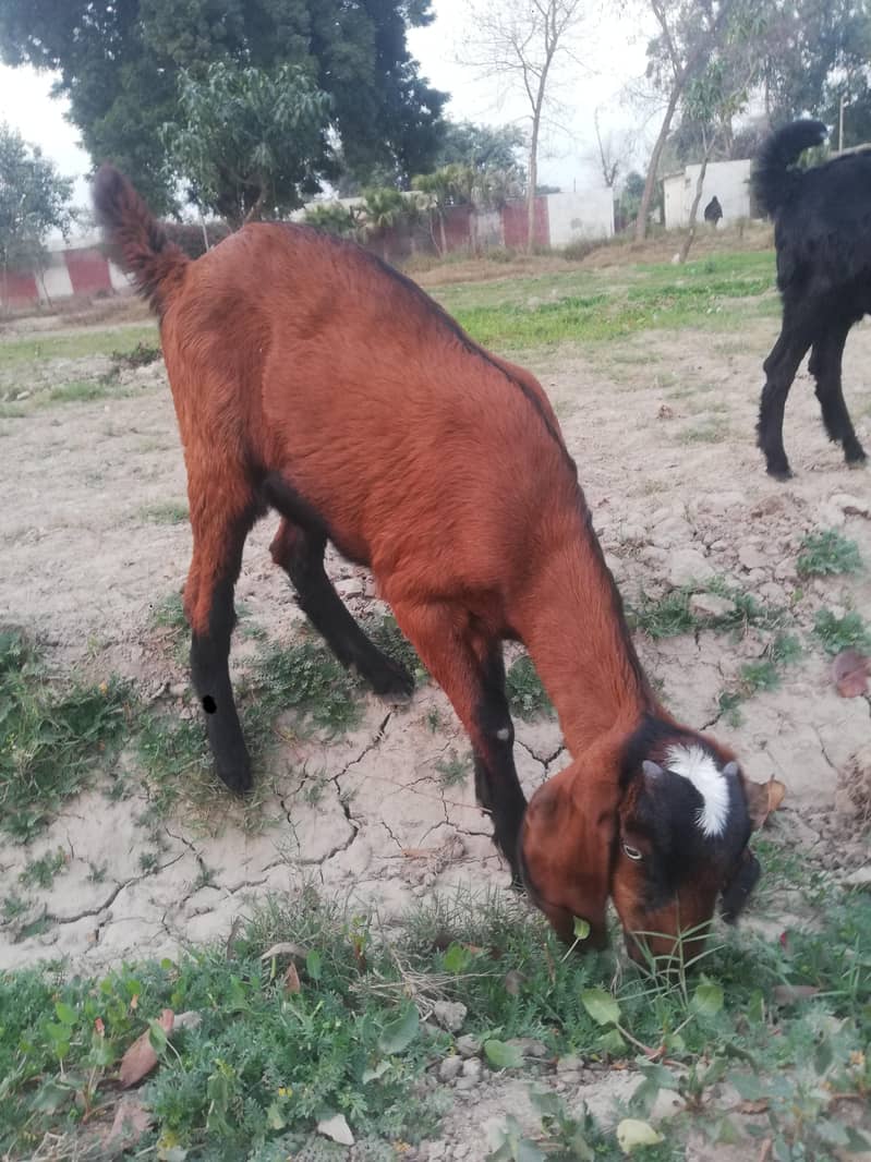 ماشاءاللہ سپر پریمیم بیٹل نسل کے نر اور مادہ دستیاب 8