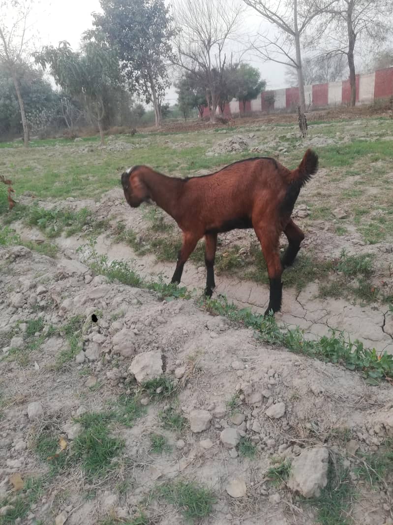 ماشاءاللہ سپر پریمیم بیٹل نسل کے نر اور مادہ دستیاب 9