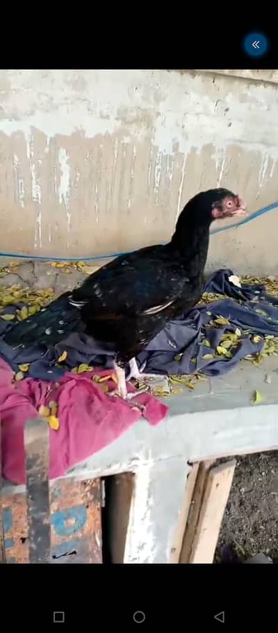aseel mianwali female 2 ready for egg
