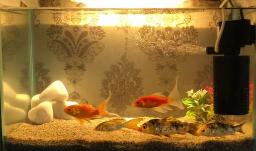 Jo Bhai Khali Fishes Lana Chata hato Fishes be Miljay Gi Ok ?