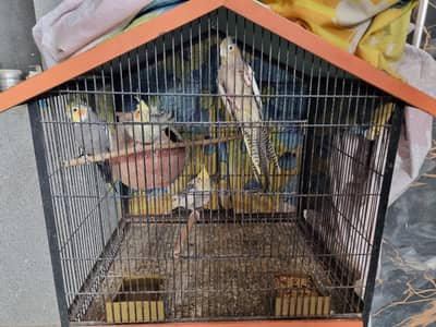 Cockatiel & australian