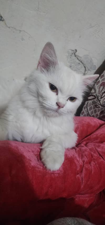 persion cat for sale