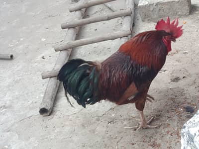 1 Desi murga Or 2 desi murgiyan