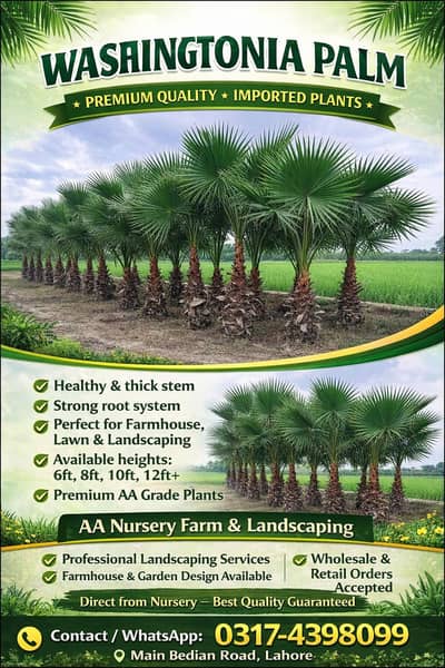 washingtonia palm  premium quality plants available