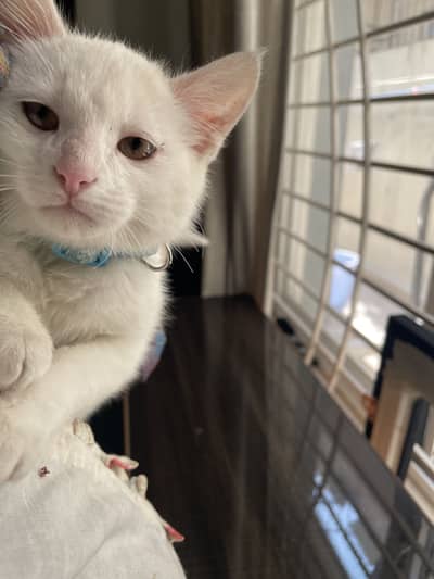 Adorable Baby Cat Looking for Loving Home