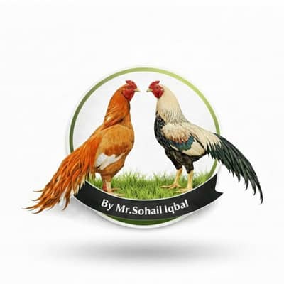 Ayam cemani breeders