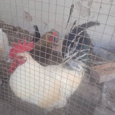 Beautiful Murga for salr