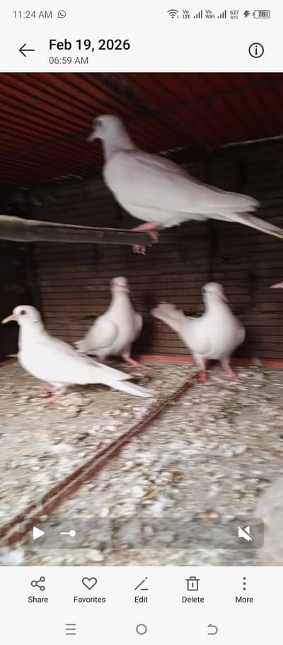 white dove 5 pice